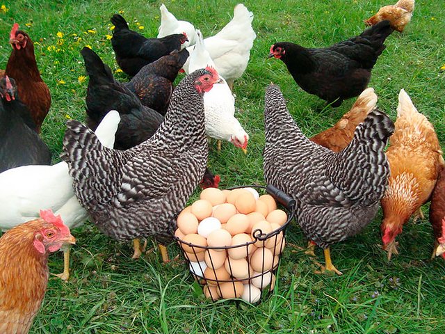 Содержание кур и уход за ними | ЗооТом - продажа, вязка и услуги для животных в Евпатории