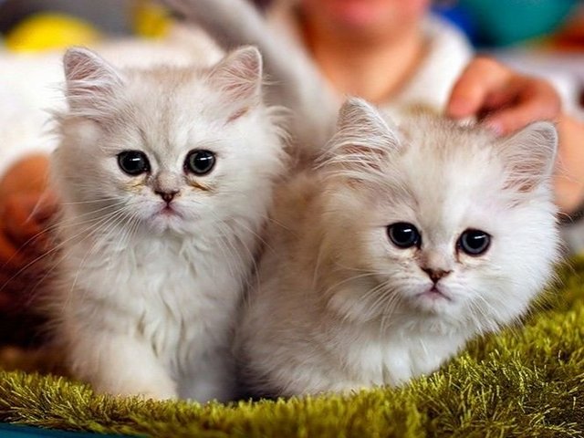 Породы кошек в Евпатории | ЗооТом портал о животных