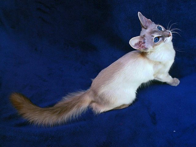 Выведенные породы кошек в Евпатории | ЗооТом портал о животных