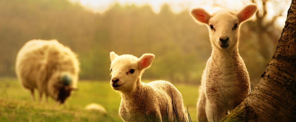 Объявления о сельскохозяйственных животных | ЗооТом - продажа, вязка и услуги для животных в Евпатории