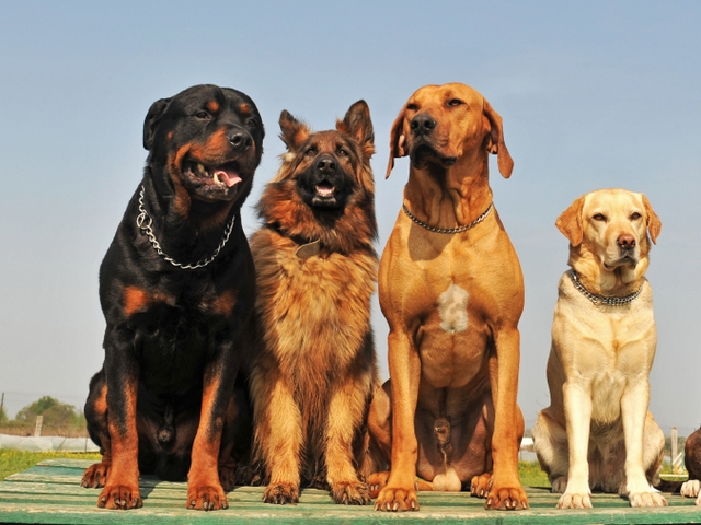Крупные породы собак в Евпатории | ЗооТом портал о животных